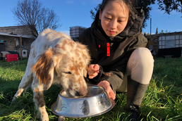 保護された元猟犬とみどりさん